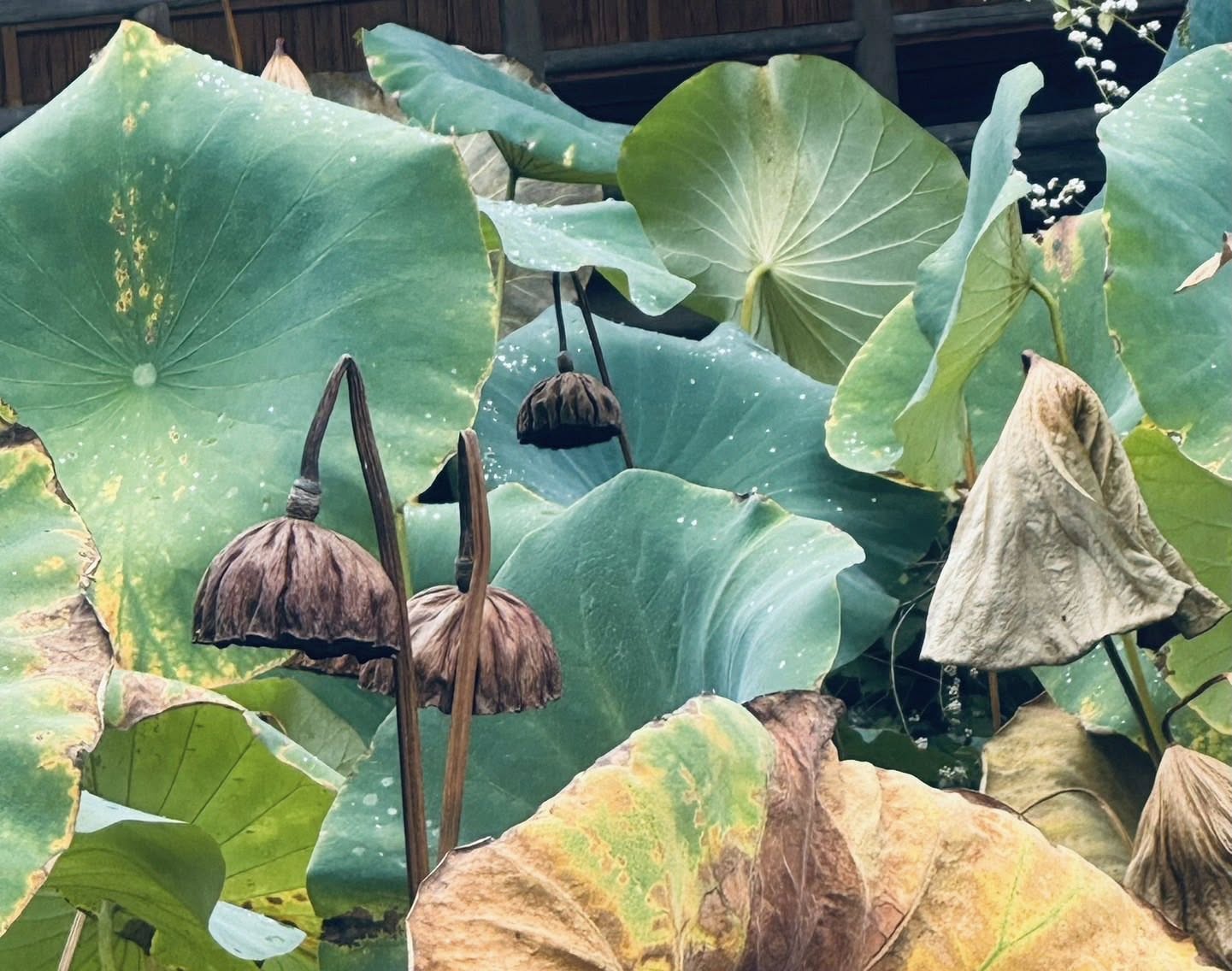 縮圖 18